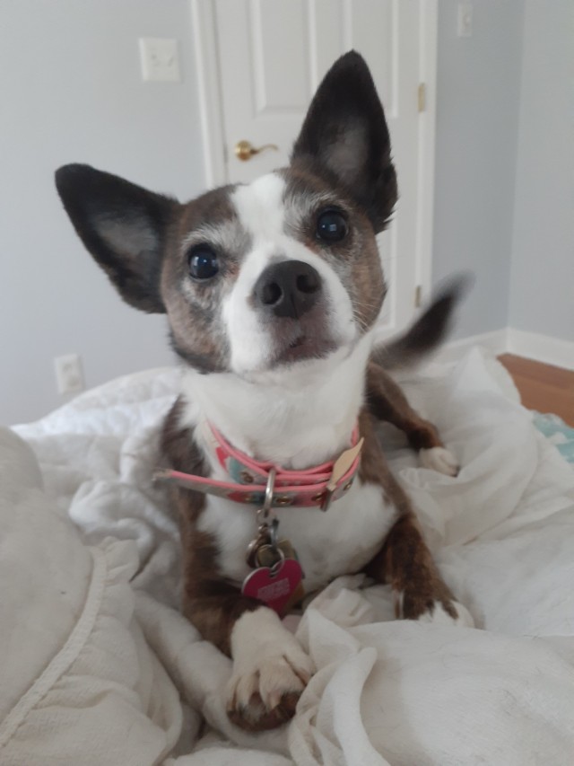 horsesarecreatures:Happy girl 🐕