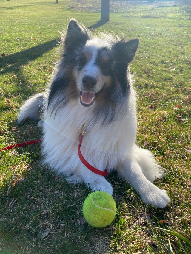 novathesheltie:I’ve been really busy these last few weeks but Nova is doing well!