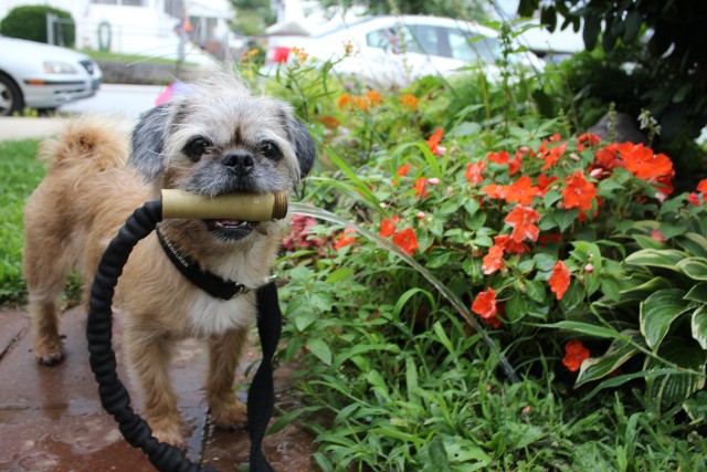 tinyservicedoglife:A good girl watering the flowers!