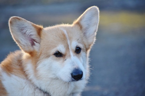 ollietherottweiler:

Daisy and Maisy, 9 year old sibling corgis