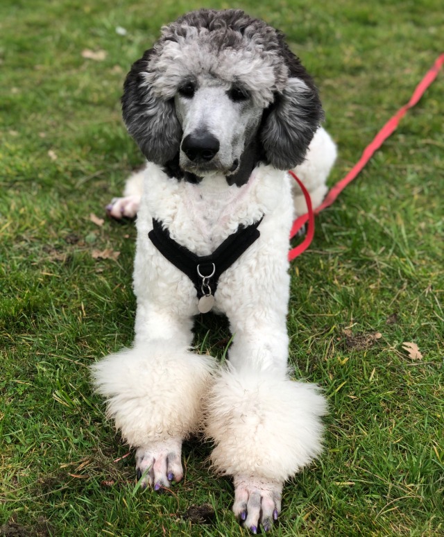 poodletime:love him 🥰