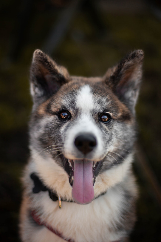 saphynias:

Kira the japanese akita came over for some playtime today 💙 – ig: saphynia