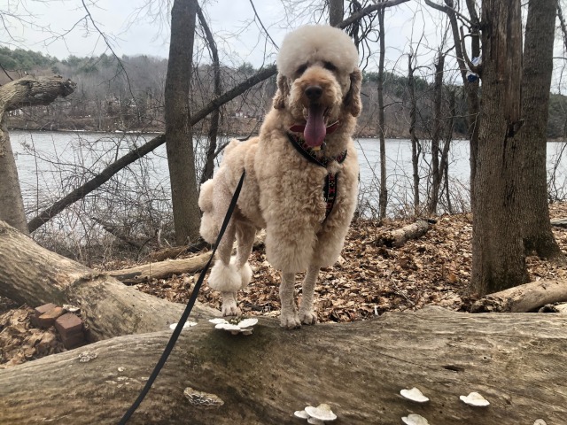 creaturesofwilderness:This dog is just pure joy and love. He made so many strangers laugh today just…