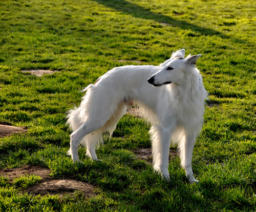 photozoi:

Why does this dog keep Mysteriously winding up in…