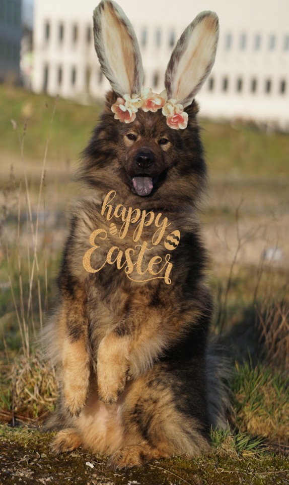 lokivonkrusenbusch:Happy Easter wishes you Loki the fluffy Easter bunny 🐰