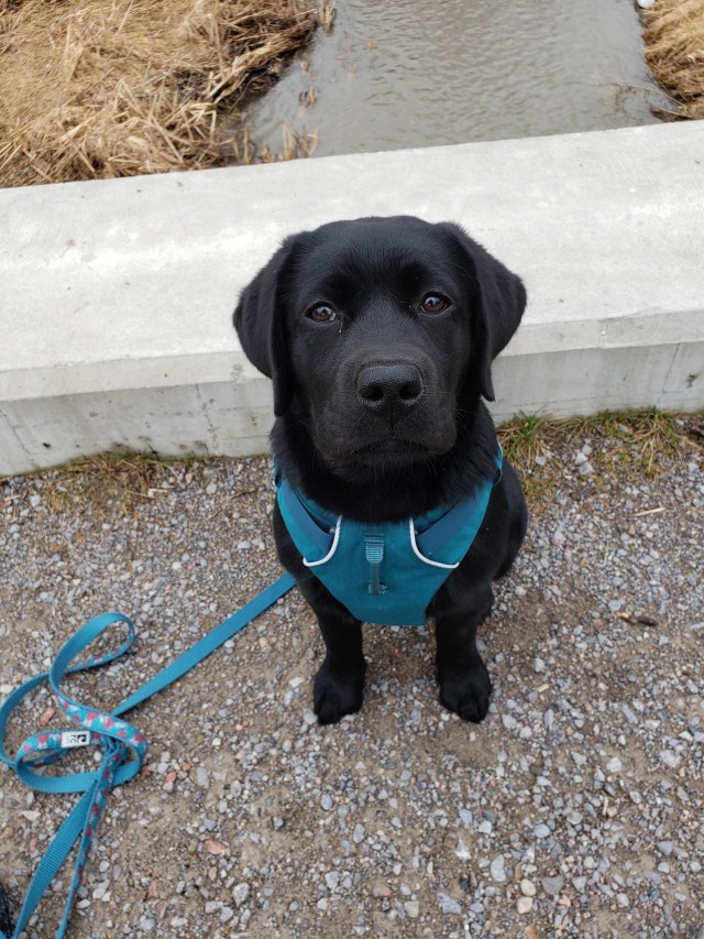 ecocanine:Baby’s first harness