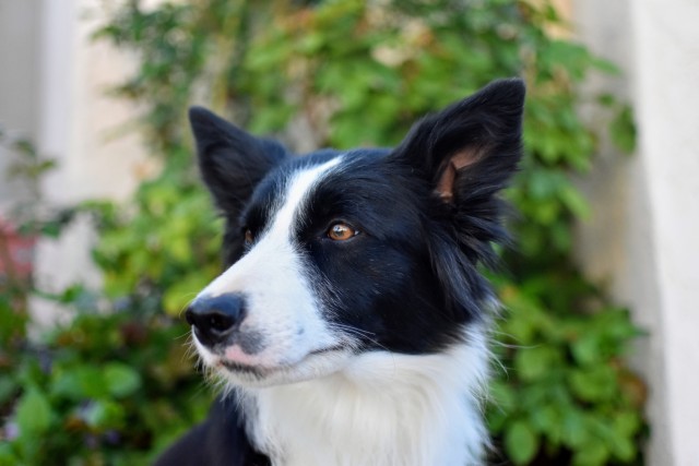 sheepdogsandsidesaddle:Today in camera adventures, I figured out how to do the fuzzy background…