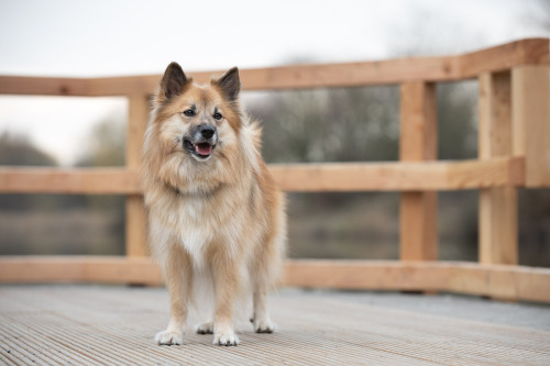 nefja:

Wood coloured dog or dog coloured wood?