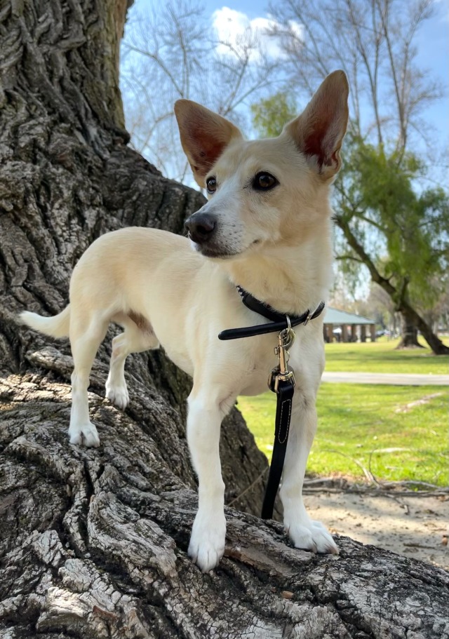 littledogadventures:Handsome as ever at 10 🥰