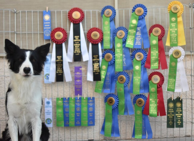 sheepdogsandsidesaddle:AKC achievements so far! Titles: OA OAJ FDC CGCA CGCU