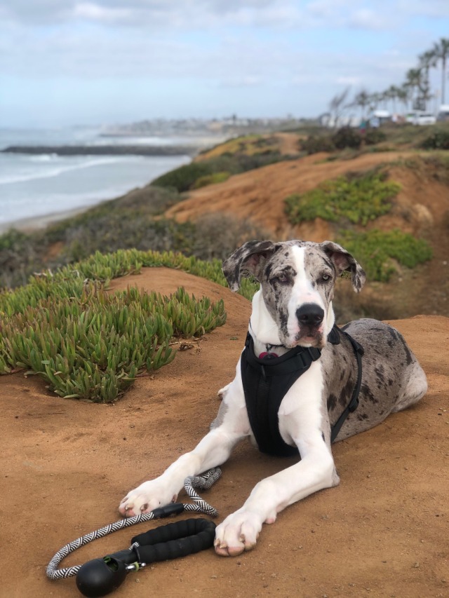 🤍 Goya the Great Dane 🤍this was her at about 7 months, my big baby 🥲sensitive guy and total…