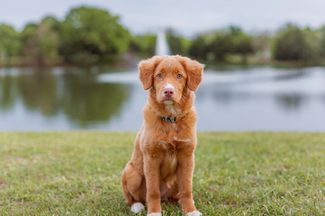 winedogs:the world’s best girl is four months old today!!! they grow up so fast