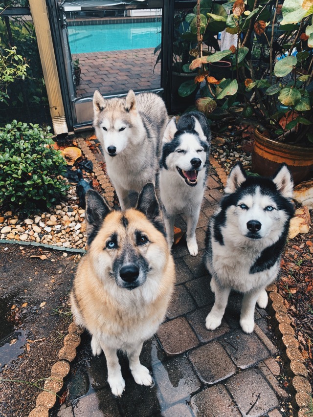 huskyhuddle:summer puddles 🌂⛈