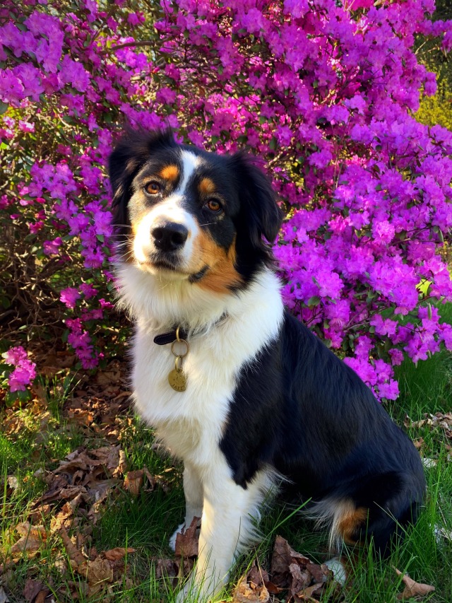 thefoolishfewterer:Jazzy says spring is here!