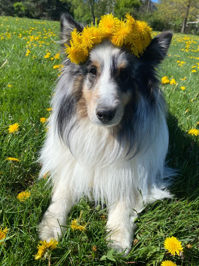 novathesheltie:flower crown boy