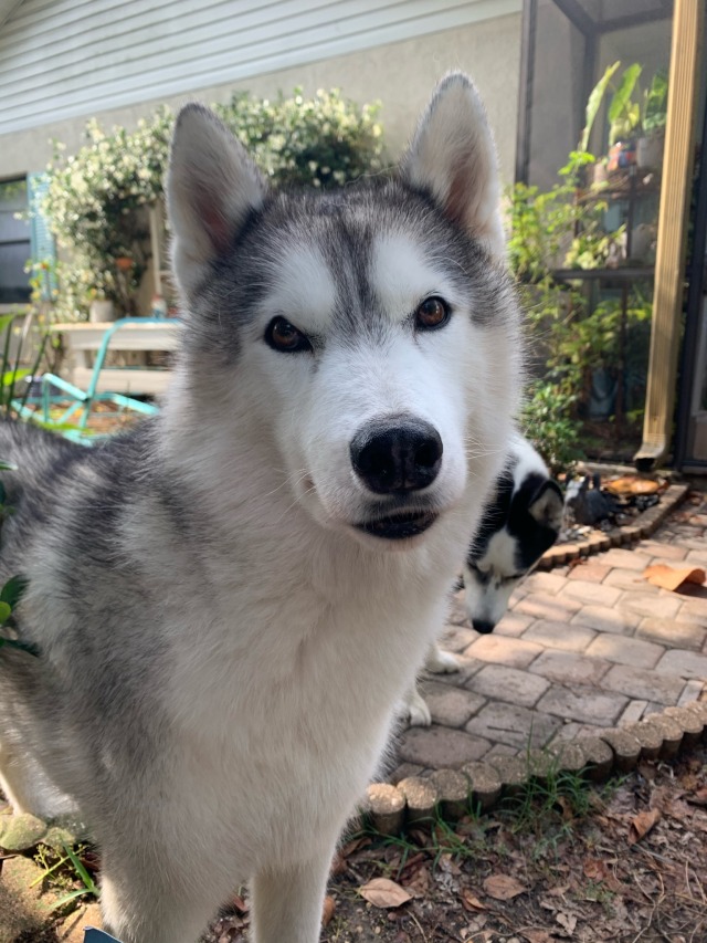 huskyhuddle:pls pet, am bby