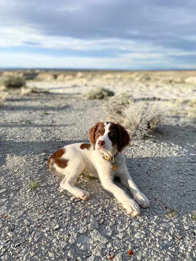 adventuresofwaverly:Much majestic. Very mature. Am three months old now. Clearly a grownup dog.