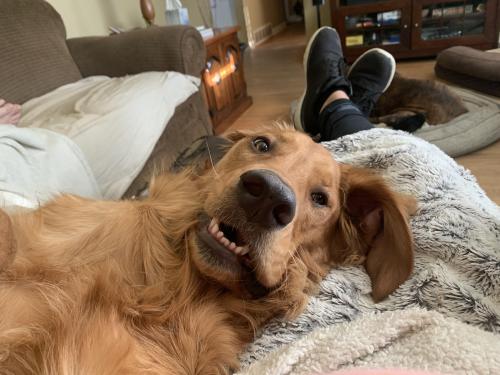 golden-retriever-overload:

Morning playtime!!!