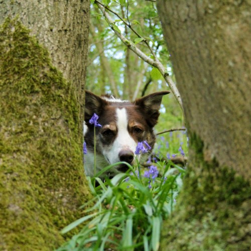 megpricephotography:

A walk with Flynn, on the last day of…