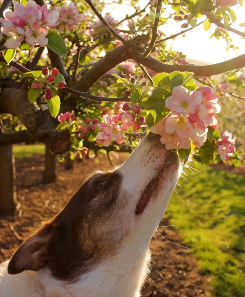 megpricephotography:

Smelling the flowers :) 