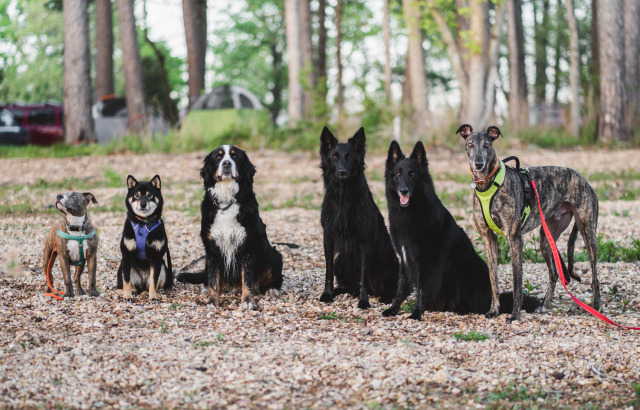 dragontribeadventures:Thank you @groenendaze for the amazing pictures while camping this weekend!