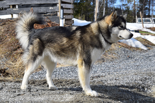 northerndogs:

Taiga, 10 months old. 63 cm, 34 kg (25 in, 75…