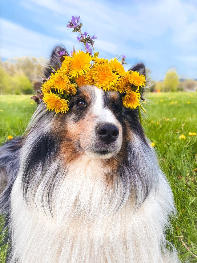 novathesheltie:legend says if you eat enough dandelions, one day you’ll wake up with a…