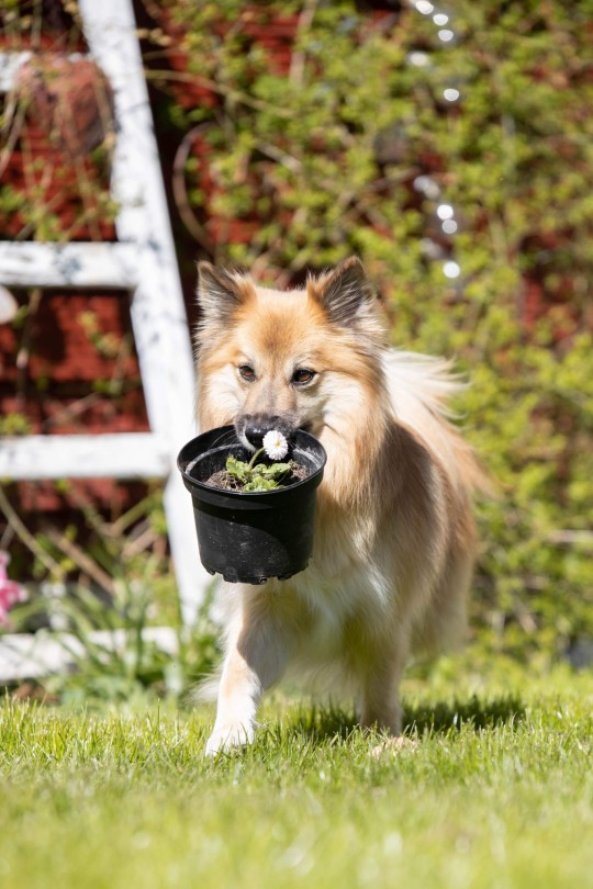 nefja:

Mischievous and stealing flowers in order to throw the pots around? Nefja? Never!