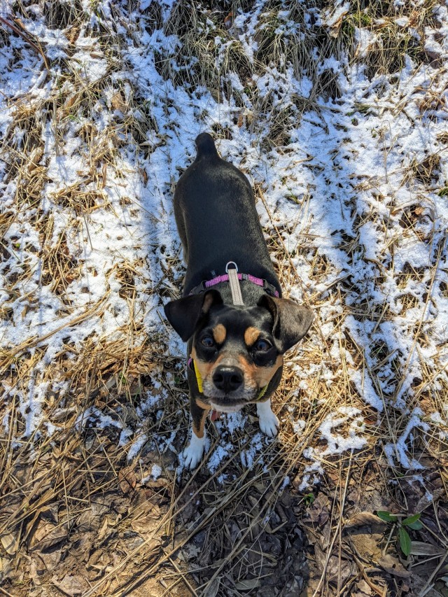 legomydoggos:It very lightly snowed overnight so we had snow on the ground on May 1st!