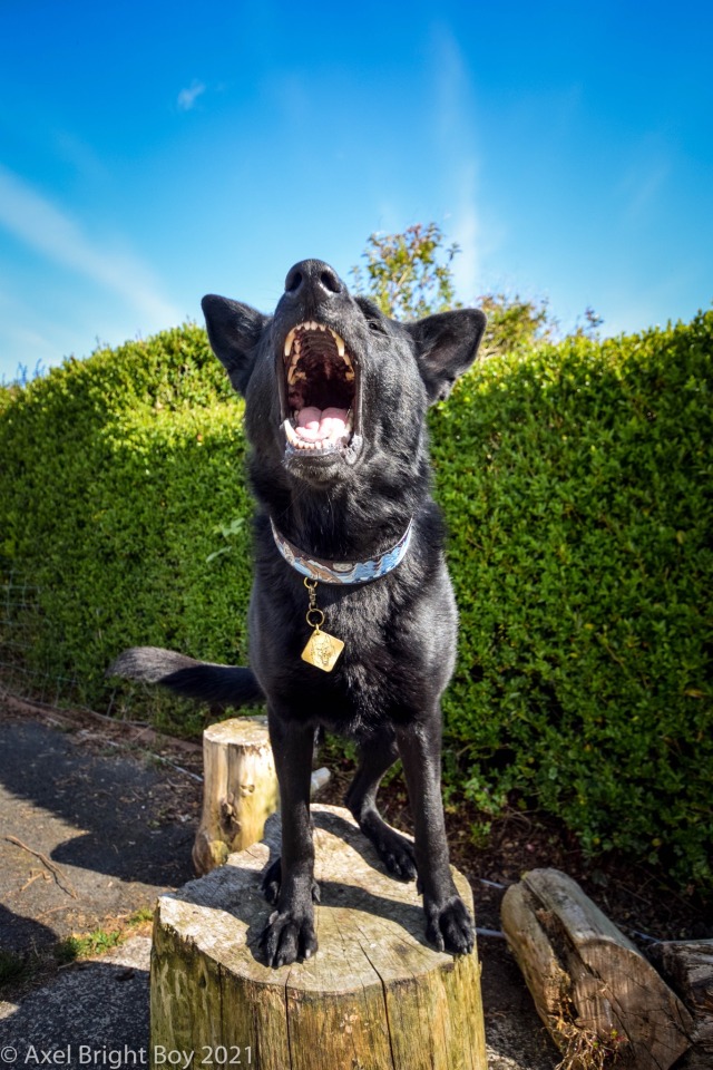 wannabewerewolf:He’s got a werewolf collar and tag to match 🤭🐺