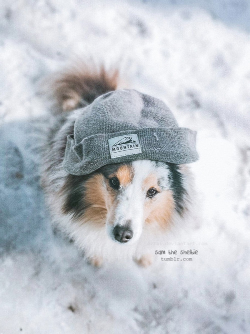 samthesheltie:



stylish girl Sam 

♥ IG: azzai_wanderia