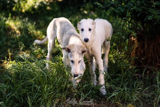 bandizoi:The last day of Selkie and Zsa Zsa living together! On Sunday, Zsa Zsa’s new owners picked…