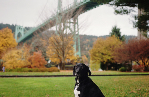 georgianadesign:Daisy Dog, the soulful lab, in Portland. St….