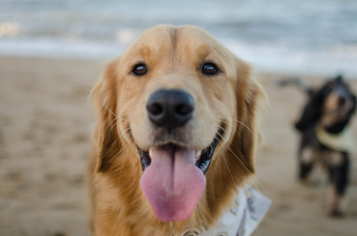 sidetongue:

moby is shouting in the background as usual