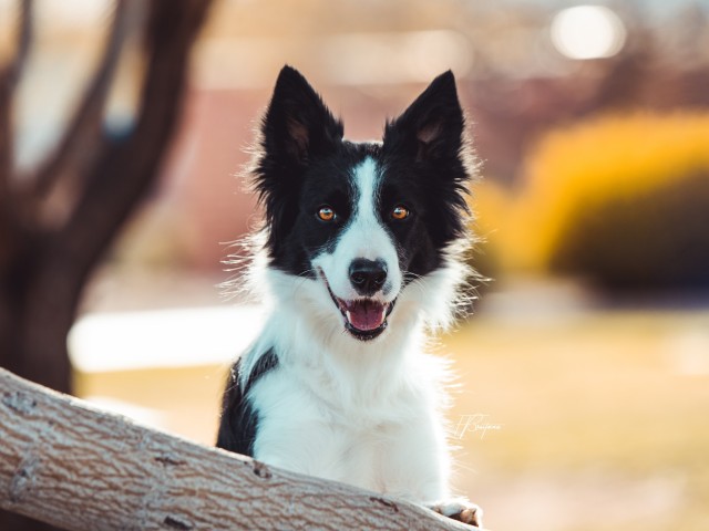 sheepdogsandsidesaddle:My little tree sprite!