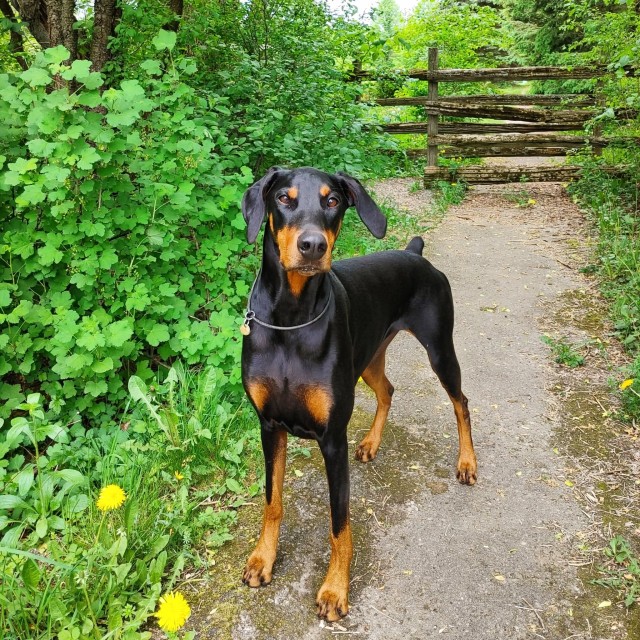 halodobe:Walkies then nappies