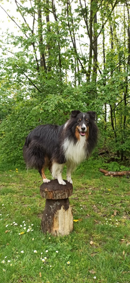 sammythesheltie:Happy boy is happy about the weather 🐶.