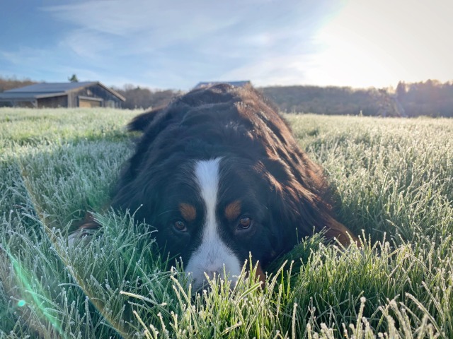 thehappyfarmdogs:S’moreo was in love with the frost covered grass