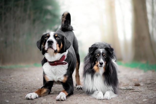 sammythesheltie:Two best boys ❤ – look at how big Buddy is now!